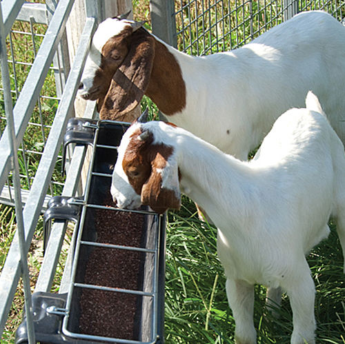Two goats in a pen eating from a metal feeder trough