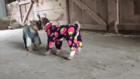 goats-in-pajamas